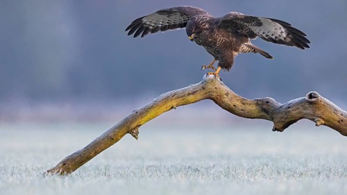 Steppe buzzard (Buteo buteo) on tree trunk at sunrise