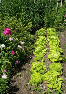 Lettuce