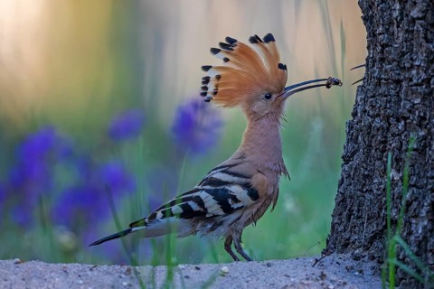 Hoopoe (Upupa epops)