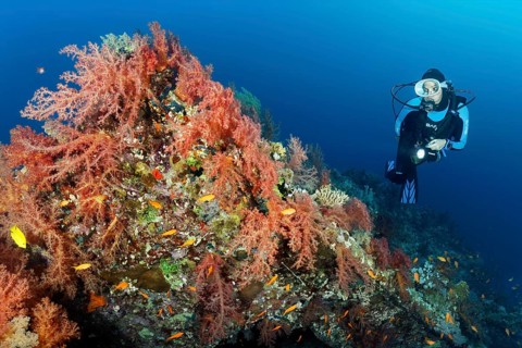 Diver at the wreck of the Dunraven