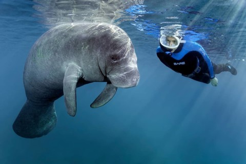 Diver observes West Indian manatee (Trichechus manatus)