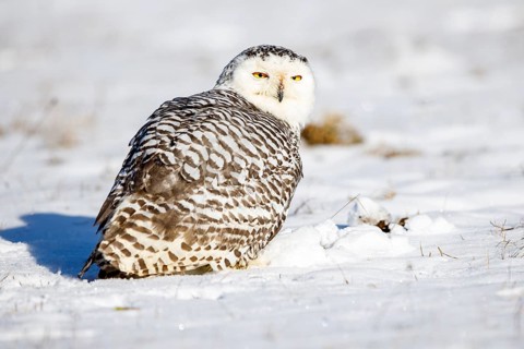 Snowy owl (Bubo scandiacus)