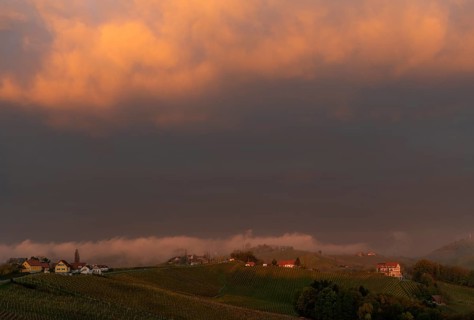 Sunrise with vineyard and morning fog