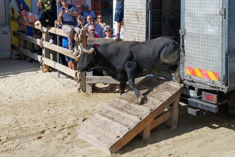Street corrida during the Festas do Barrete Verde e das Salinas