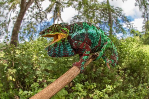 Panther chameleon (Furcifer pardalis)