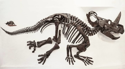 Monoclonius nasicornus (Monoclonius nasicornus)