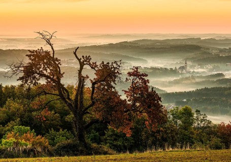 Sunrise with tree and autumn fog in the valley