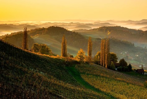 Vineyard on the South Styrian Wine Route with autumn fog at sunrise
