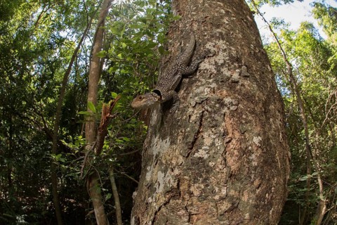 Large collared iguanid lizard (Oplurus cuvieri) on a tree trunk