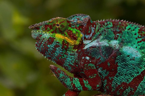 Panther chameleon (Furcifer pardalis)