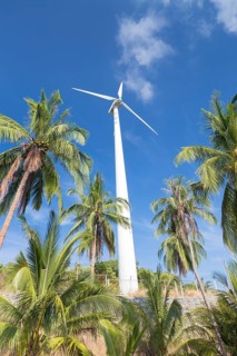 Wind turbine surrounded by palm trees