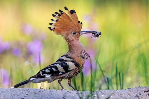 Hoopoe (Upupa epops)