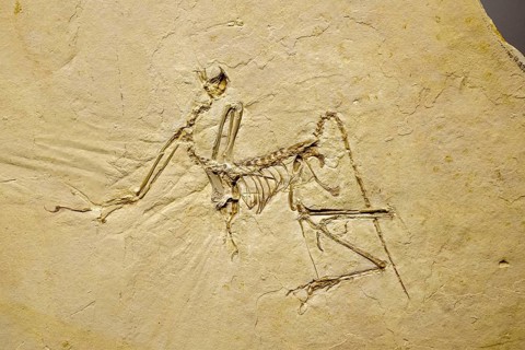 The archaeopteryx bavarica