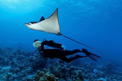 Diver observes Spotted eagle ray