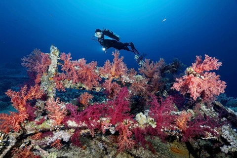 Diver views shipwreck Yolanda overgrown with Klunzinger's Soft Corals