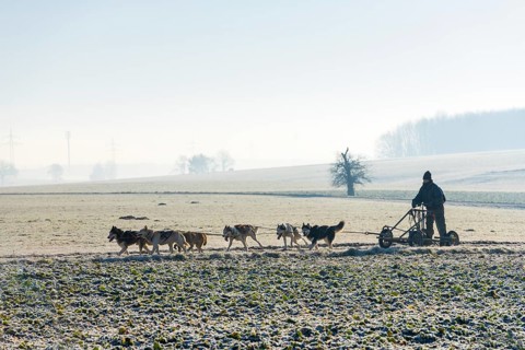 Dog sled team with training car during training