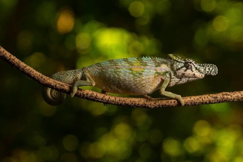 Rhinoceros chameleon (Furcifer rhinoceratus) in splendid coloration