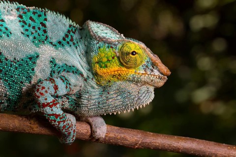 Panther chameleon (Furcifer pardalis)