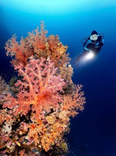 Diver with lamp viewing coral reef