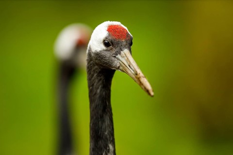 Red-crowned crane (Grus japonensis)