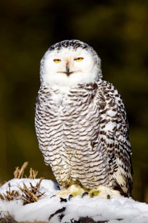 Snowy owl (Bubo scandiacus)