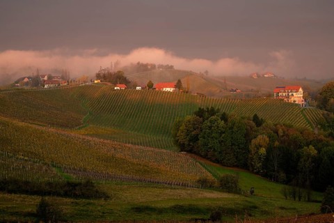 Vineyard in autumn with morning mist at sunrise