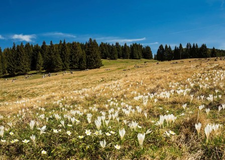 White Crocus flowers (Crocus) on the alpine pasture