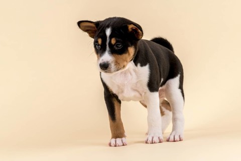 Basenji or Congo Terrier (Canis lupus familiaris)