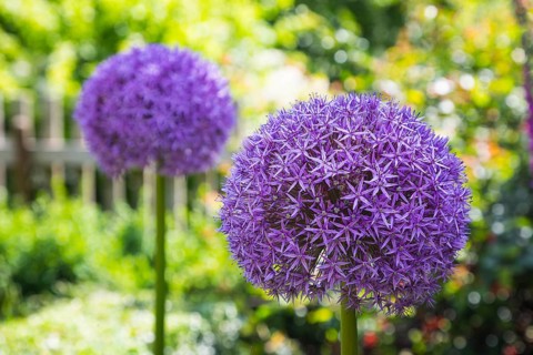Giant Onion (Allium giganteum)