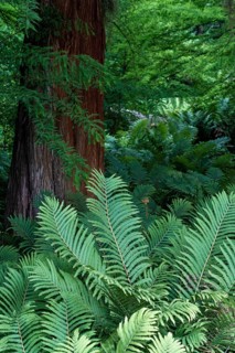 Fern in front of a pine tree