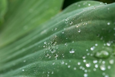Water cabbage (Pistia stratiotes)
