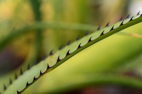 Bromeliaceous plant (aechmea purpureorosea)