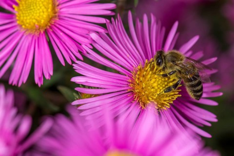 Honey bee (Apis mellifera) on Asterflower (Aster)