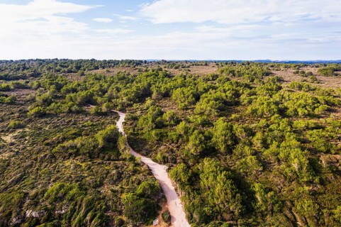 Son Real coastal protected area with pines
