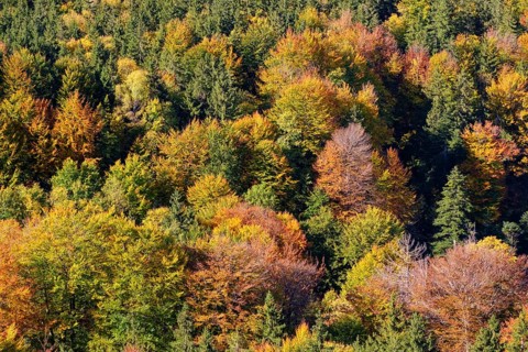 Autumn mixed forest