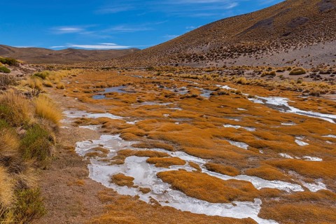 Peruvian feathergrass landscape with feather grass (jarava ichu)