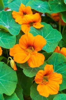 Orange flowering nasturtium (Tropaeolum majus)