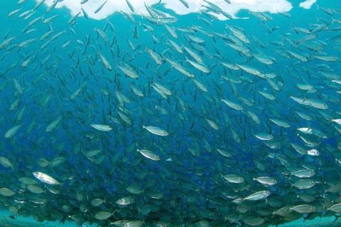School of blue runner jackfish (Caranx crysos)