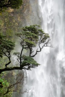 Branch of a tree in front of waterfall