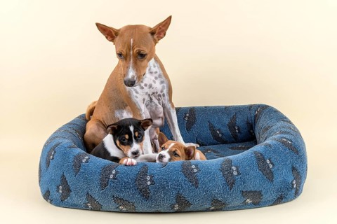 Basenji or Congo Terrier (Canis lupus familiaris)
