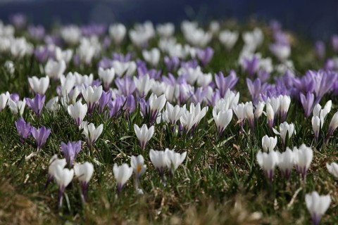 Crocus flower (Crocus) in the Allgaeu Alps