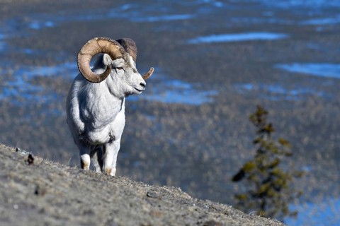 Dall's ram (Ovis dalli)