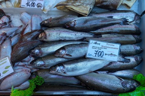 Fresh pollack trout (Oncorhynchus mykiss) on ice
