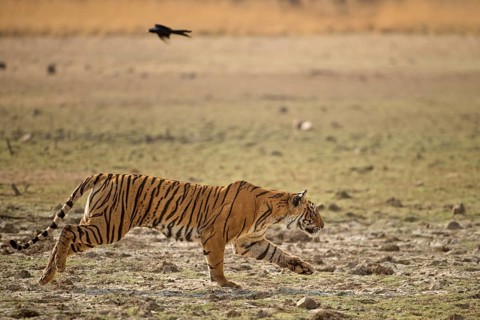 Wild tigress (Panthera tigris tigris) running across a dry lake bed while chasing her prey
