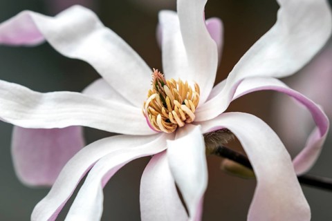 Flower of star magnolia (Magnolia stellata)