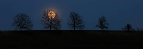 Full moon behind a row of trees