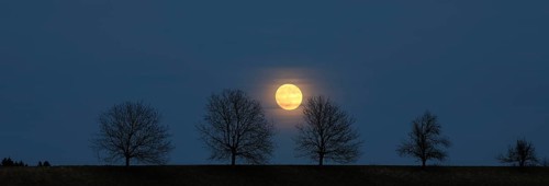 Full moon behind a row of trees