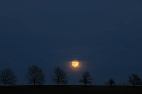 Full moon behind a row of trees
