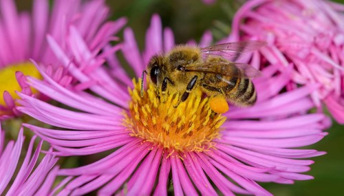 Honey bee (Apis mellifera) on Asterflower (Aster)