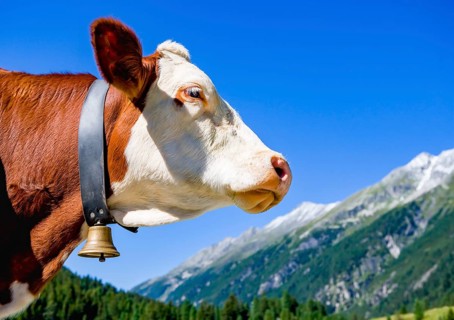 Cow with bell